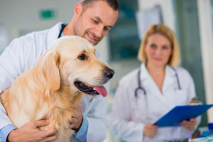 Сечокам'яна хвороба в собак - що вам потрібно знати Сечокам'яна хвороба в собак - що вам потрібно знати